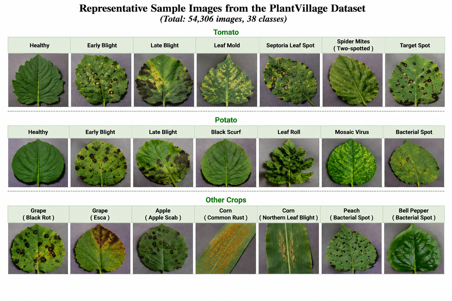 Representative Sample Images from the PlantVillage Dataset Showing Healthy and Diseased Leaf Categories.