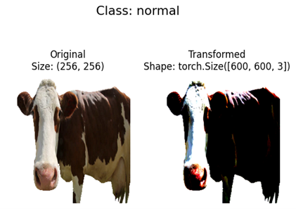 Images showing the accuracy of EfficientNet in transforming Class: Normal cattle