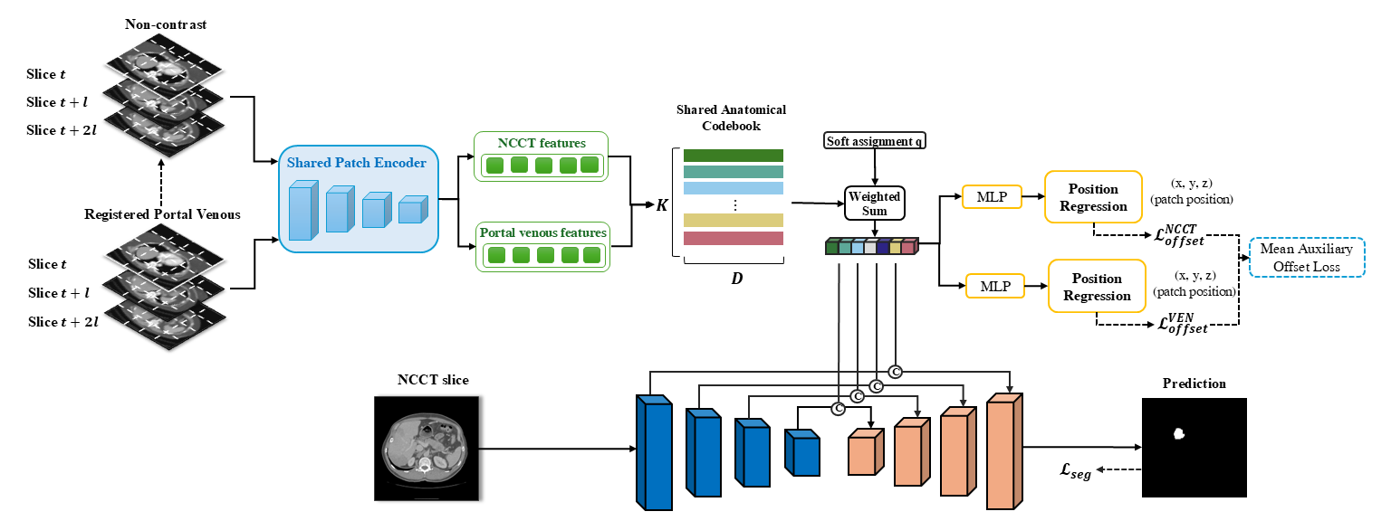 Overview of the proposed dual-phase anatomical prior learning framework. NCCT and registered portal venous slices jointly learn a shared anatomical codebook with position supervision, and the resulting priors are fused with multi-scale U-Net features for NCCT lesion segmentation. Portal venous CT is used only during training, while inference requires NCCT alone.